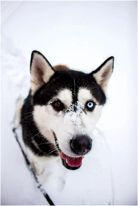 西伯利亞哈士奇的前世今生西伯利亞雪橇犬 神拓網