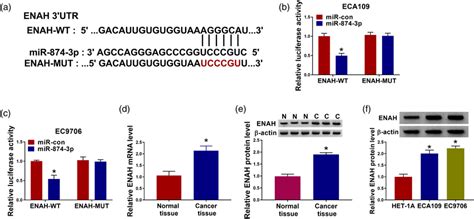 ENAH Was Regulated By MiR8743p In Esophageal Cancer Cells A Target