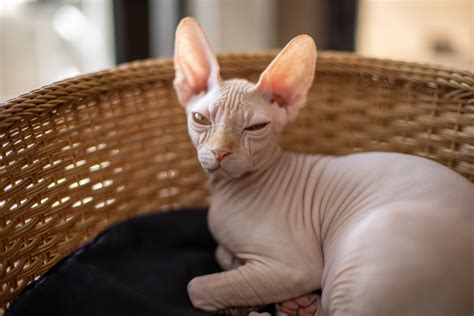 13 Sphynx Cat Breeders - The Best Of The Best