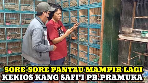 SORE SORE MAMPIR KEMBALI KE KIOS KANG SAFI I UPDATE HARGA BURUNG