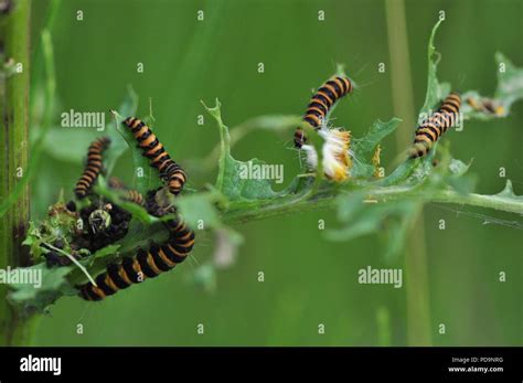 Black And Yellow Caterpillar Stock Photos And Black And Yellow