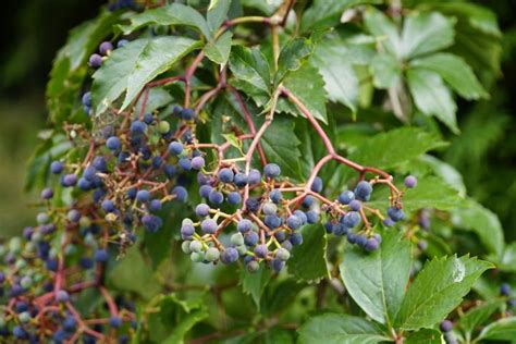 Identify Poisonous Berries in the Fall with Pictures! | Almanac.com