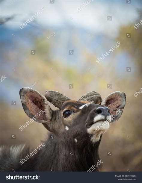 798,198 African Mammals Images, Stock Photos & Vectors | Shutterstock