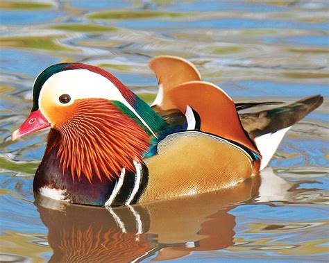 Mandarin et Carolin de race élevage et vente Ferme de Beaumont