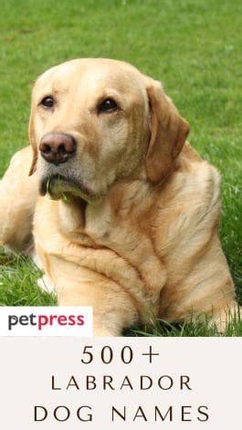 Over 500 Great Labrador Dog Name Ideas For Any Taste - PetPress