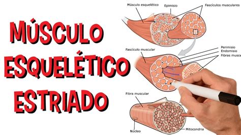 O Que é Músculo Estriado Esquelético