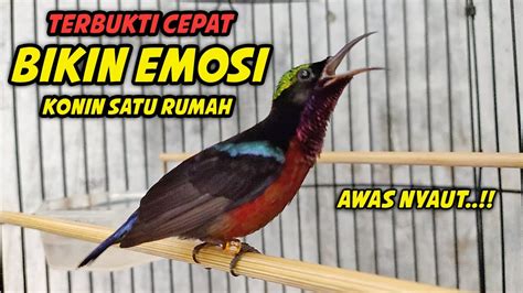 SUARA BURUNG KONIN GACOR FULL ISIAN INI PASTI BIKIN KOLIBRI NINJA LAIN