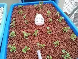 Hydroton Expanded Clay Pebbles Growing Guide South Elmonte Hydroponics