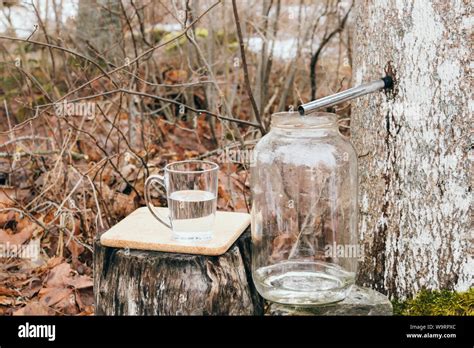 Gathering Maple Tree Juice Sap In Spring Outdoors Maple Trees Are