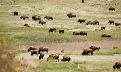 National Bison Range in Montana - AllTrips