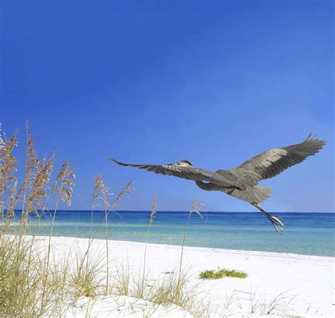 Panama City Beach Vacation Rentals