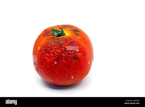 Gros Plan De La Tomate G T E Avec Du Moule Sur Fond Blanc Vue De Face