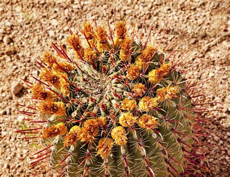 Barrel Cactus Desert Botanical Garden Stock Image - Image of cactus, park: 20740255