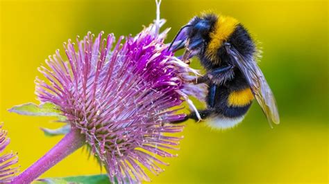 15 Colorful Flowers That Will Bring Bees Into Your Yard