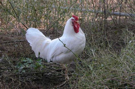 Single Comb White Leghorn Display Full Image