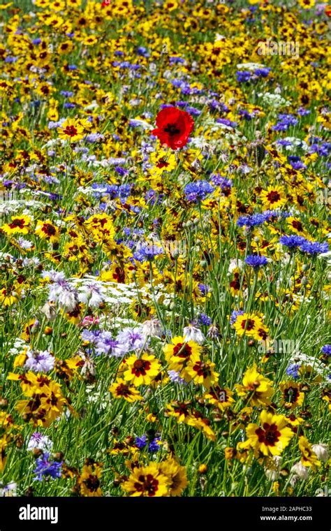 Bachelors Buttons Planting Combination Centaurea Cyanus Hi Res Stock