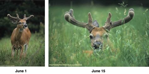 Whitetail Deer Antler Growth Process