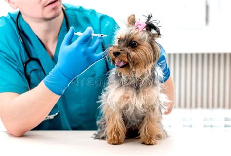 Tierarzt Der Hund Eine Einspritzung Yorkshires Terrier Gibt Stockfoto