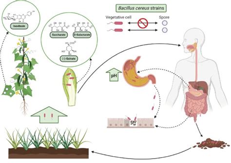 Plants And Fruits As Vehicles Of Bacillus Cereus Responsible Of Human