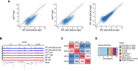 The Chromatin Factor Row Cooperates With Beaf‐32 In Regulating Long