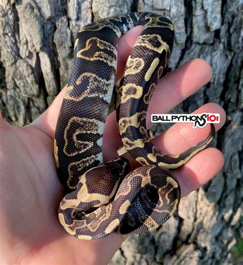 Ghi Leo Het Clown Poss Super Ghi Ball Python By Ball Pythons 101 Morphmarket