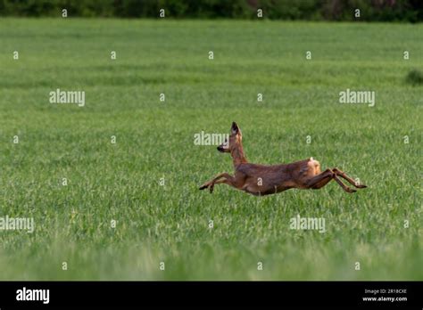 Graceful Roe Deer In Natural Habitat Stunning Wildlife Photo Capturing