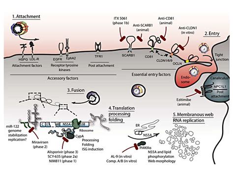 HCV Life Cycle And Host Targets For Therapy Depicted Are The First