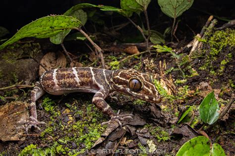 Cyrtodactylus Baluensis Inglourious Reptiles Flickr