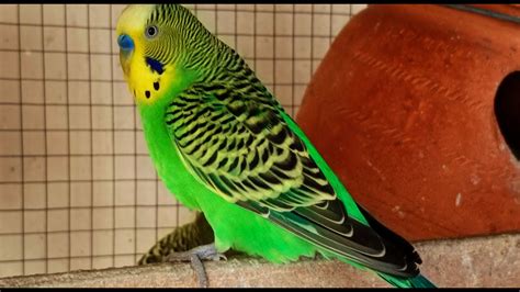 6 hr Beautiful Budgies Birds Singing Sounds _ Bird Chirping For Relaxation And Meditation - YouTube