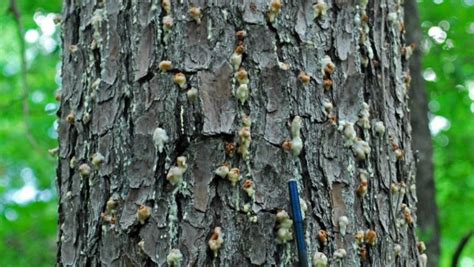 Pine trees in Pine Belt being devastated by beetles, drought