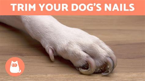 How Much Is It To Get Dogs Nails Cut At Petsmart At Lindsay James Blog