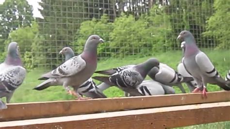 Breeders Aviary Racing Pigeons Garcia Pigeons YouTube