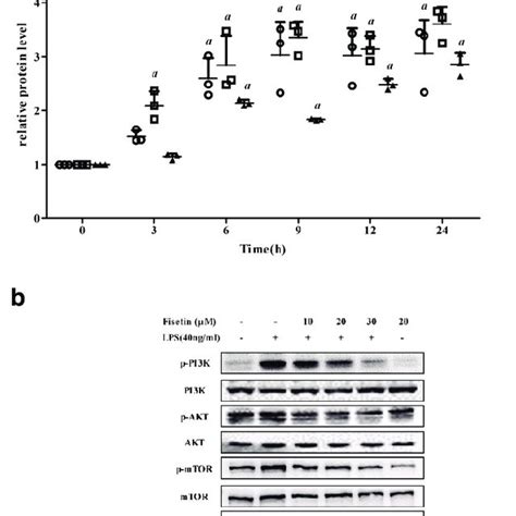 Effect Of Fisetin On The PI3K AKT MTOR Signaling Pathway A The