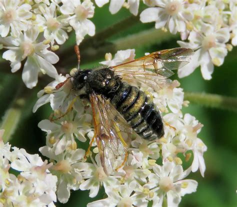 Abia Sericea Male Malham Tarn Yorkshire 2017k Steven Falk Flickr