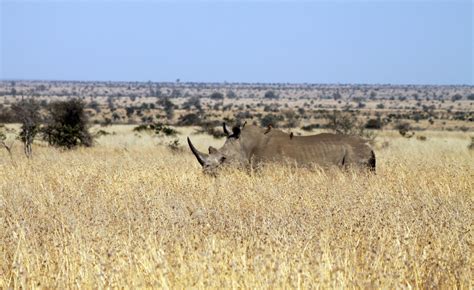 African Rhino Numbers Rise For First Time In Decade Despite Poaching