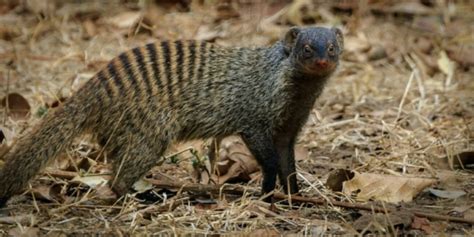 Mongoose A Complete Guide To The Mongooses Of Africa