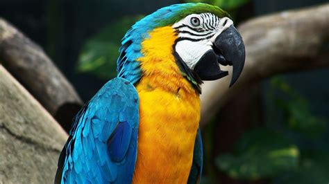 Nature Parrot Blue Pigeons Beak Bird Macaw Wing Fauna