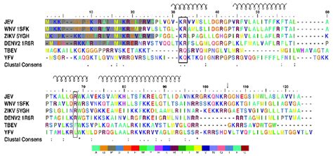 Multiple Sequence Alignment Of Flavivirus Capsid Proteins Positively