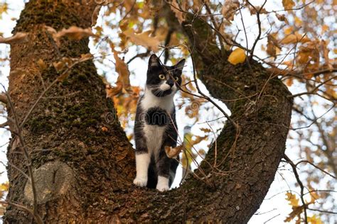 Domestic Cat Sitting On Tree Branch Stock Image Image Of Autumn