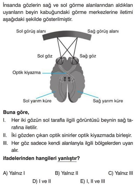 Duyu Organları Test Çöz 11 Sınıf Biyoloji Testleri