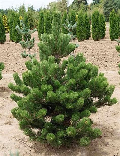 Oregon Green Austrian Pine Plant Guide