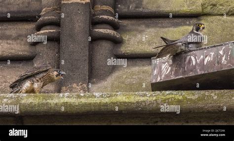 Peregrine Captured At St Georges Church Chorley Hi Res Stock
