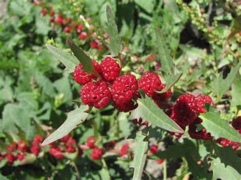Blitum virgatum - Изображение особи - Плантариум