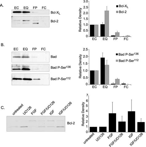 Expression Of Anti Apoptotic Bcl 2 Proteins In The EQ To Protect The