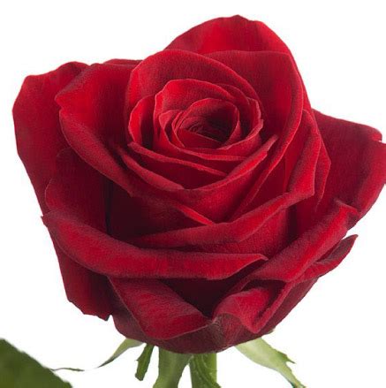 Rose Freedom | Del Alma Group