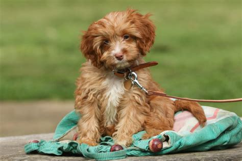 150+ Cute Cavapoo Names For Your Cavalier Poodle Mix