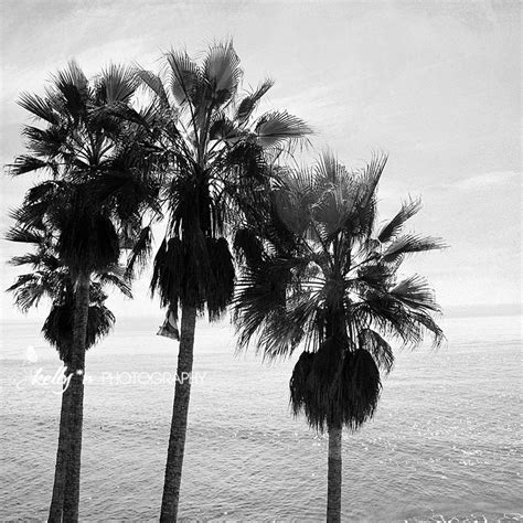 Black and White Photography Palm Tree Photo, Beach Photography, Ocean ...