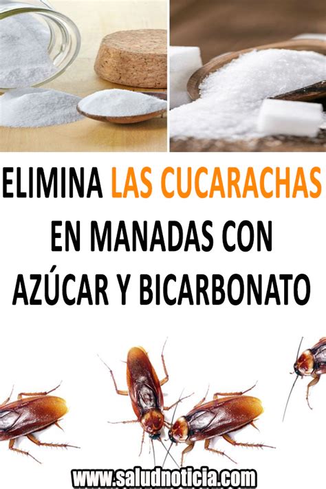 ELIMINA LAS CUCARACHAS EN MANADAS CON AZÚCAR Y BICARBONATO Remedios