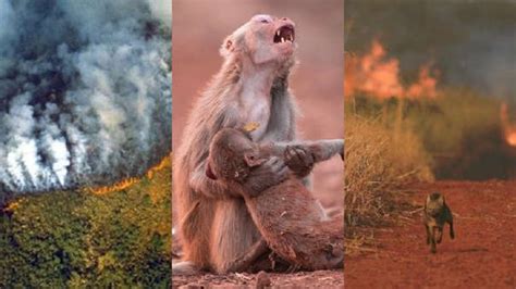 Brasil Estas Fotos Virales Sobre Los Incendios Que Arrasan La Amazonia