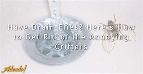 Have Drain Flies Heres How To Get Rid Of The Annoying Critters Adeedo Plumbing Drains